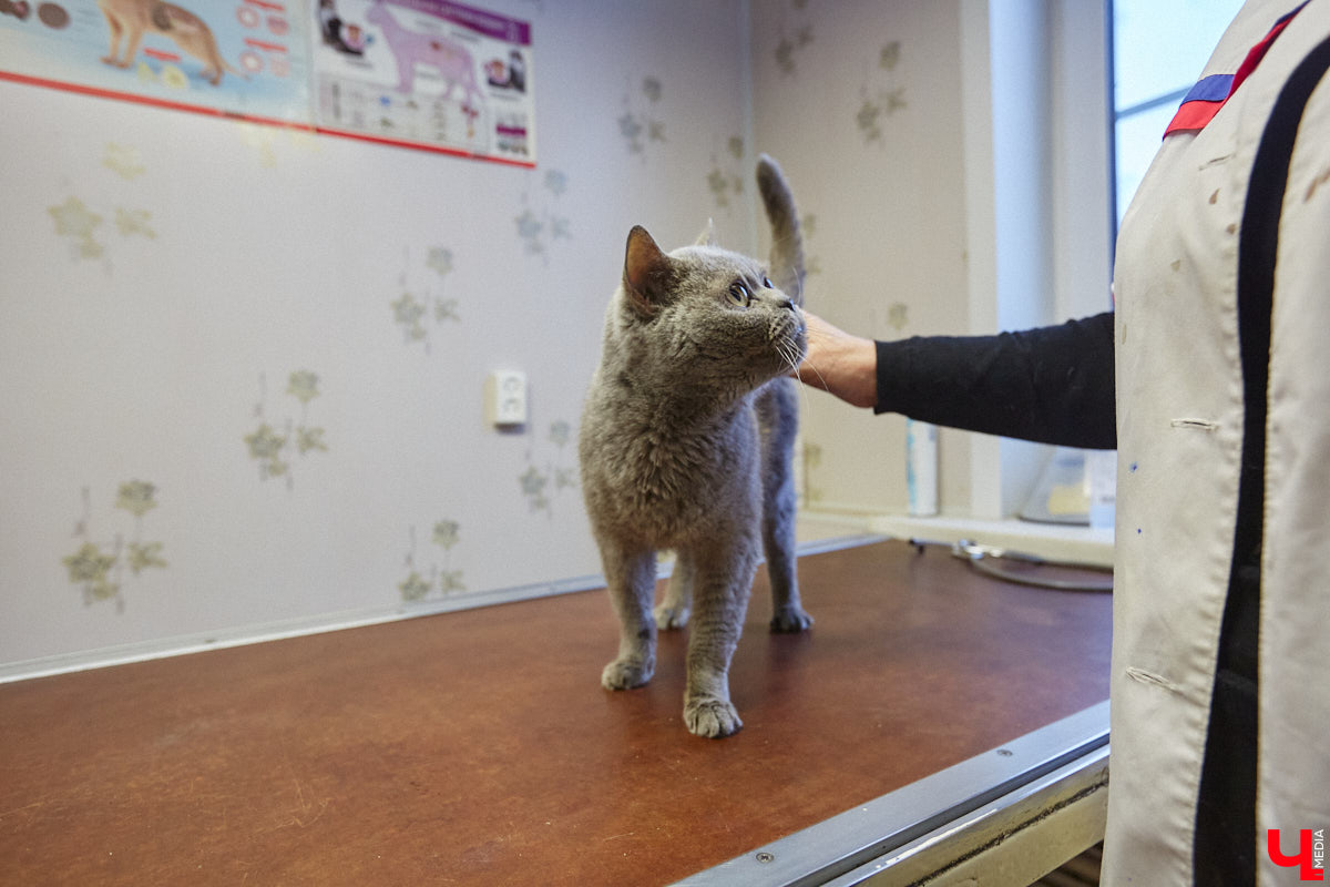 Владимирский приют для бездомных животных «Валента» на грани закрытия. Решение об этом уже принято. Однако многочисленные зоозащитники не готовы сдаваться просто так! Все подробности в нашем фоторепортаже.