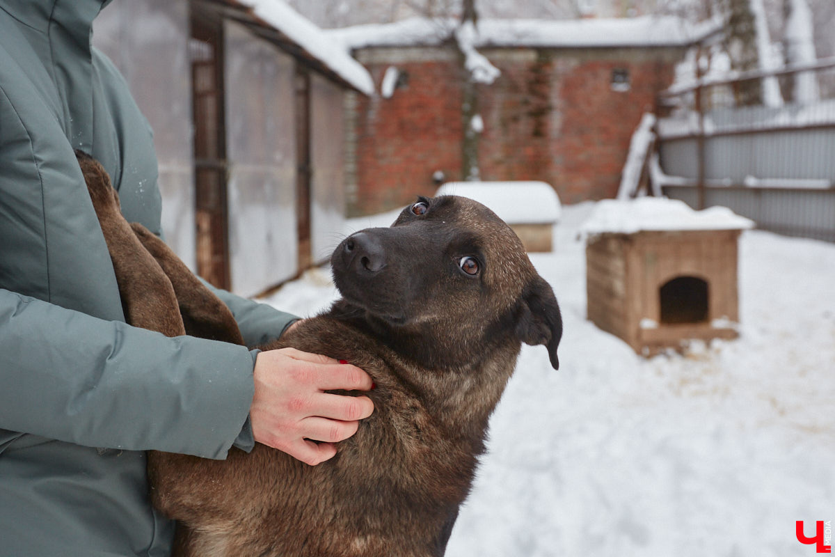 Владимирский приют для бездомных животных «Валента» на грани закрытия. Решение об этом уже принято. Однако многочисленные зоозащитники не готовы сдаваться просто так! Все подробности в нашем фоторепортаже.
