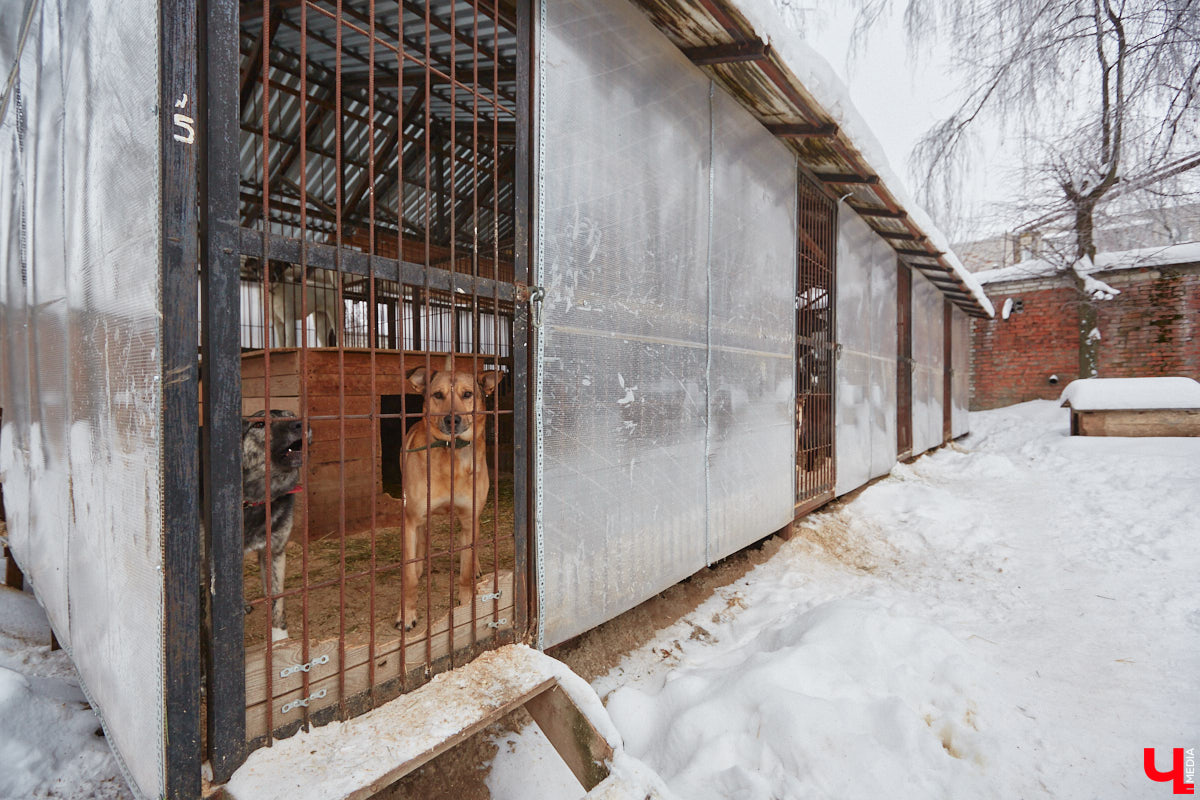 Владимирский приют для бездомных животных «Валента» на грани закрытия. Решение об этом уже принято. Однако многочисленные зоозащитники не готовы сдаваться просто так! Все подробности в нашем фоторепортаже.