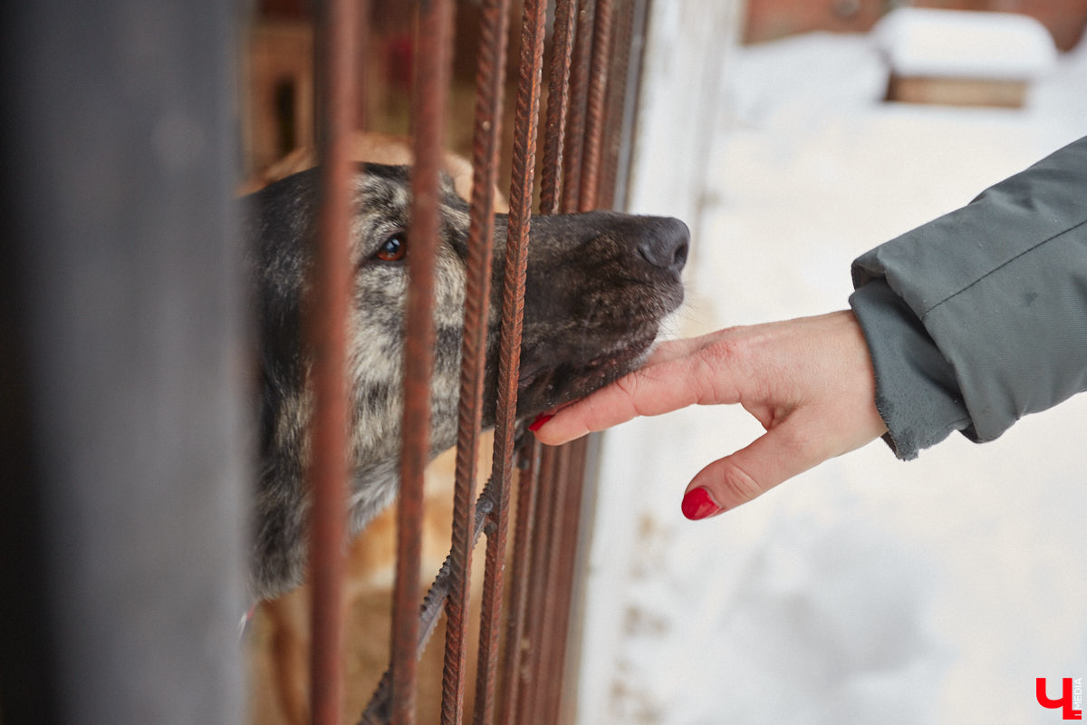 Владимирский приют для бездомных животных «Валента» на грани закрытия. Решение об этом уже принято. Однако многочисленные зоозащитники не готовы сдаваться просто так! Все подробности в нашем фоторепортаже.