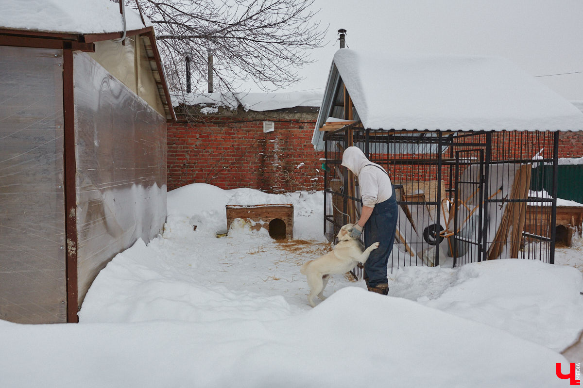 Владимирский приют для бездомных животных «Валента» на грани закрытия. Решение об этом уже принято. Однако многочисленные зоозащитники не готовы сдаваться просто так! Все подробности в нашем фоторепортаже.