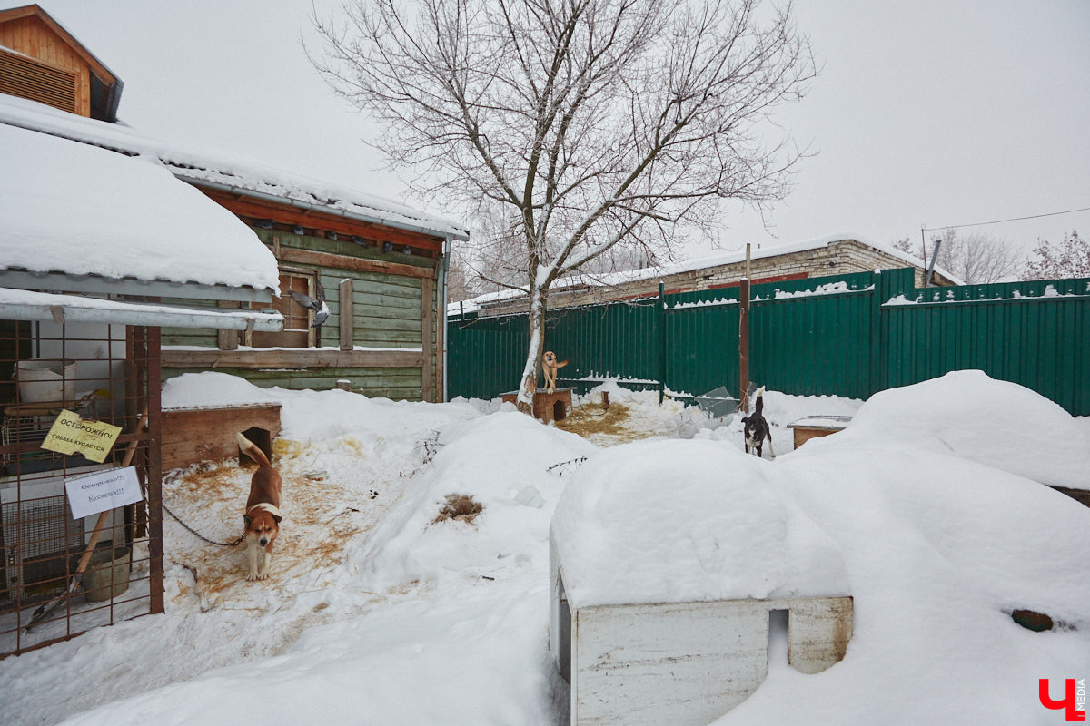 Владимирский приют для бездомных животных «Валента» на грани закрытия. Решение об этом уже принято. Однако многочисленные зоозащитники не готовы сдаваться просто так! Все подробности в нашем фоторепортаже.