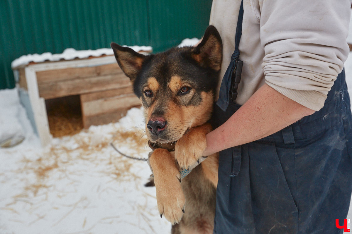 Владимирский приют для бездомных животных «Валента» на грани закрытия. Решение об этом уже принято. Однако многочисленные зоозащитники не готовы сдаваться просто так! Все подробности в нашем фоторепортаже.