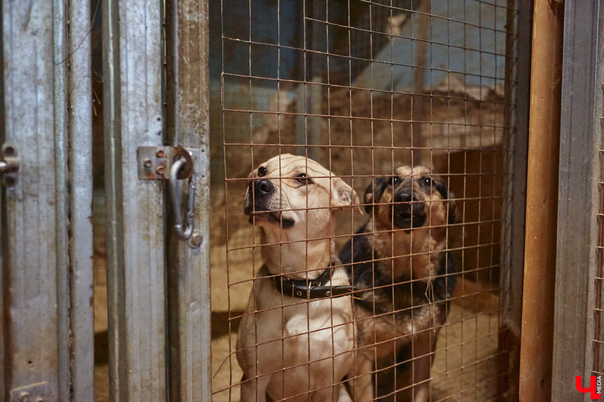 Что будет с бездомными животными из центра «Валента», который хотят закрыть, – вопрос актуальный. К спасению четвероногих подключился и Областной департамент ветеринарии. Собак и кошек предлагают устроить в государственный приют. Но есть одно но… его еще не построили.