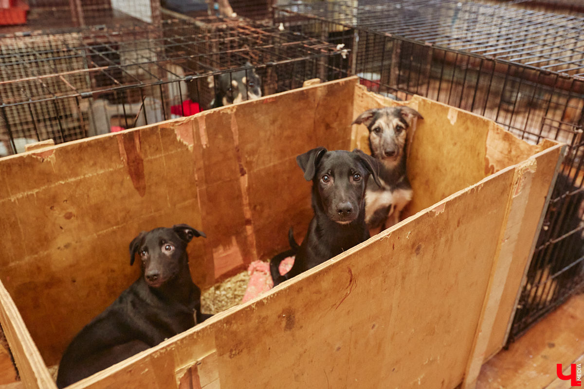 Что будет с бездомными животными из центра «Валента», который хотят закрыть, – вопрос актуальный. К спасению четвероногих подключился и Областной департамент ветеринарии. Собак и кошек предлагают устроить в государственный приют. Но есть одно но… его еще не построили.