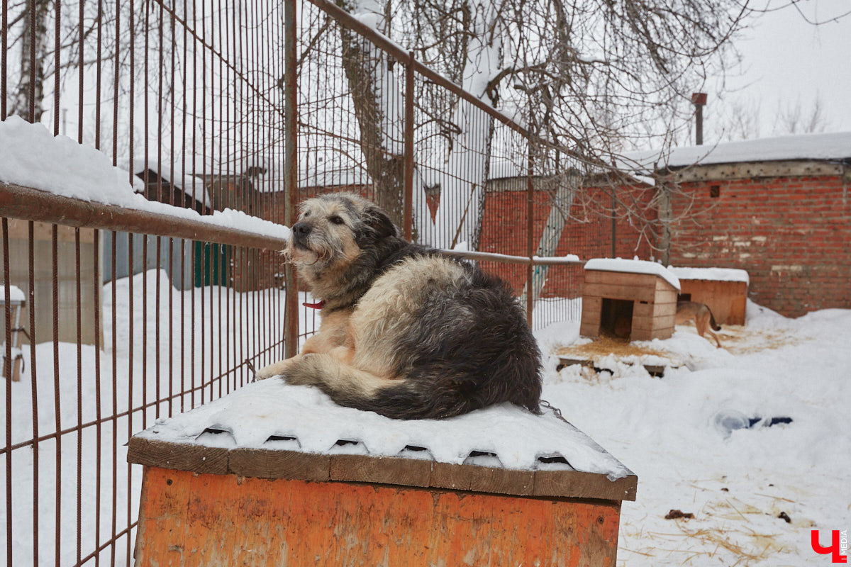 Что будет с бездомными животными из центра «Валента», который хотят закрыть, – вопрос актуальный. К спасению четвероногих подключился и Областной департамент ветеринарии. Собак и кошек предлагают устроить в государственный приют. Но есть одно но… его еще не построили.