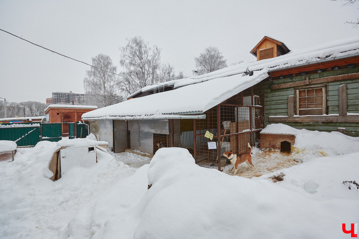 Что будет с бездомными животными из центра «Валента», который хотят закрыть, – вопрос актуальный. К спасению четвероногих подключился и Областной департамент ветеринарии. Собак и кошек предлагают устроить в государственный приют. Но есть одно но… его еще не построили.
