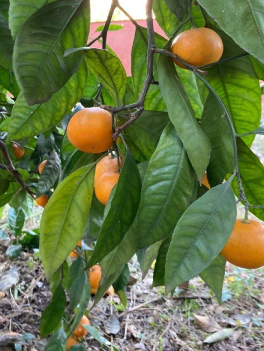 Все мы знаем, что каждый Новый год пахнет мандаринами. Эти яркие фрукты к тому же еще и символ Абхазии. Вот только туда настроение праздника практически не добирается. Почему? Об этом нам рассказала Елена Емельянова, которая переехала из Владимира на побережье Черного моря.