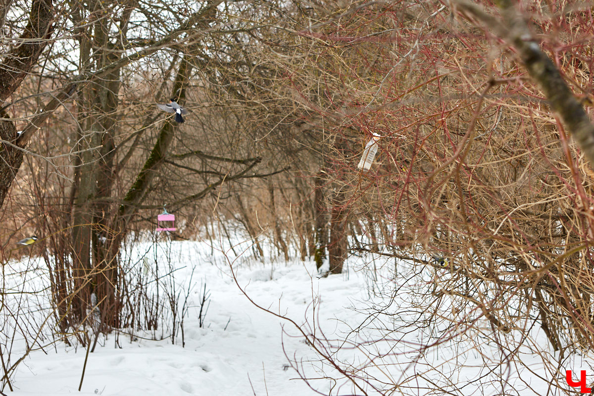 В этом году в нашем городе начнется благоустройство сразу нескольких значимых пространств для отдыха. Какие-то ждали перемен уже давно, но есть и те, что довольно неожиданно ворвались в планы по реновации общественных зон.