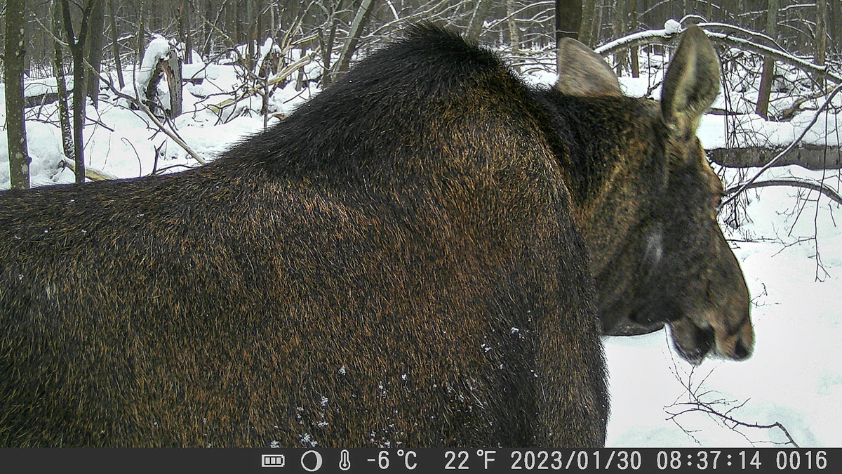 Лось — очень чуткое животное. И чтобы его запечатлеть на камеру, надо сильно постараться. Житель Владимира Владислав Тябин занимается фотоохотой уже 15 лет. И только недавно у него получилось сделать снимки рогатого зверя.