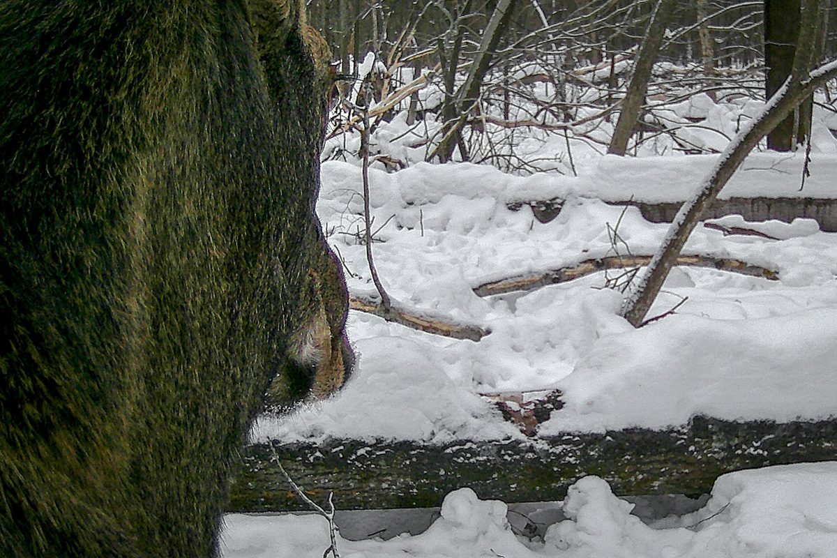 Лось — очень чуткое животное. И чтобы его запечатлеть на камеру, надо сильно постараться. Житель Владимира Владислав Тябин занимается фотоохотой уже 15 лет. И только недавно у него получилось сделать снимки рогатого зверя.