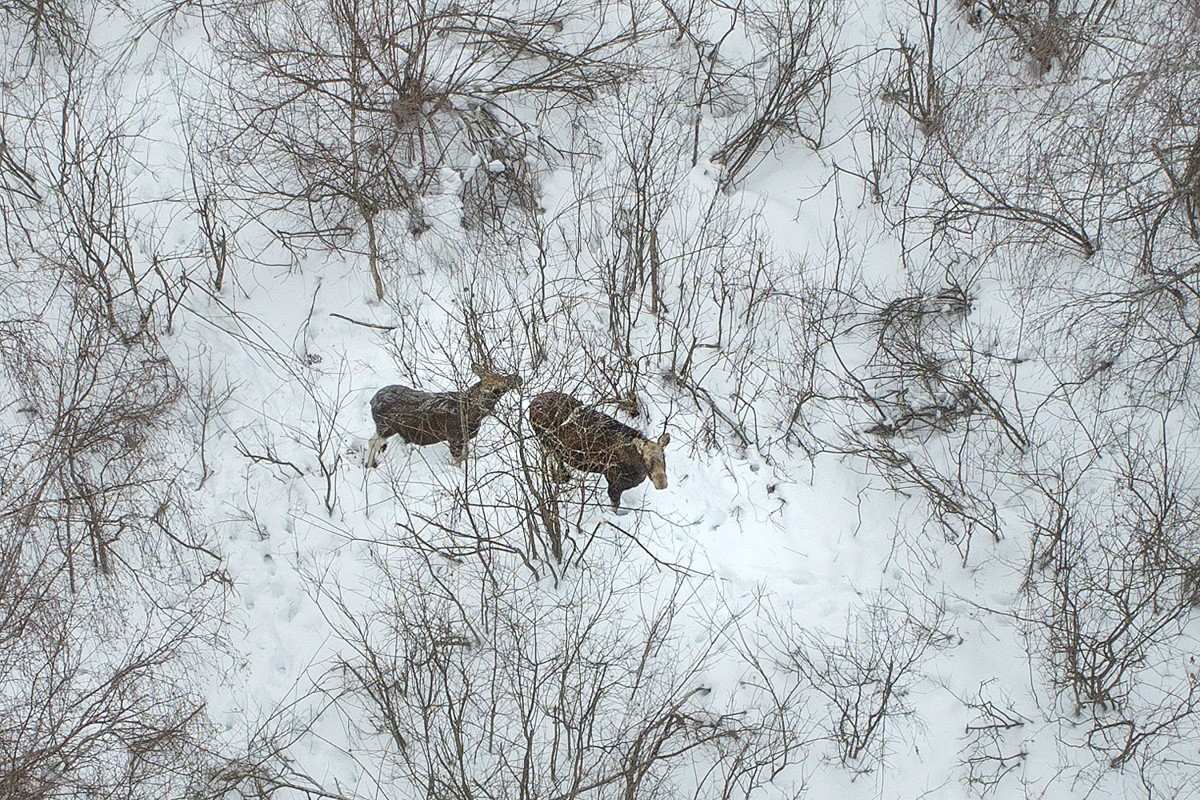 Лось — очень чуткое животное. И чтобы его запечатлеть на камеру, надо сильно постараться. Житель Владимира Владислав Тябин занимается фотоохотой уже 15 лет. И только недавно у него получилось сделать снимки рогатого зверя.