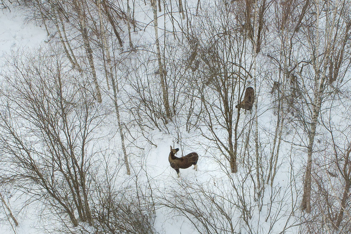 Лось — очень чуткое животное. И чтобы его запечатлеть на камеру, надо сильно постараться. Житель Владимира Владислав Тябин занимается фотоохотой уже 15 лет. И только недавно у него получилось сделать снимки рогатого зверя.
