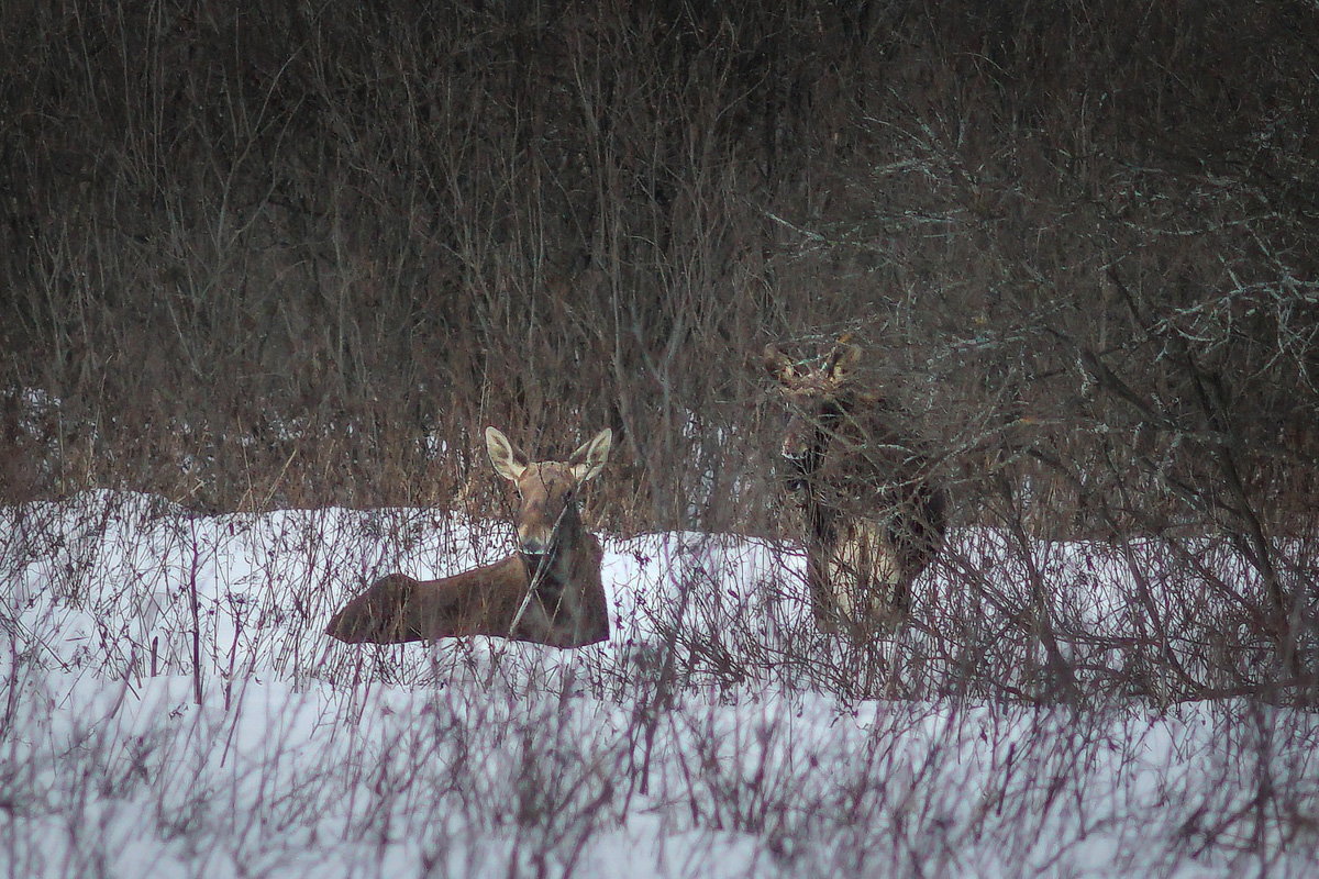 Лось — очень чуткое животное. И чтобы его запечатлеть на камеру, надо сильно постараться. Житель Владимира Владислав Тябин занимается фотоохотой уже 15 лет. И только недавно у него получилось сделать снимки рогатого зверя.