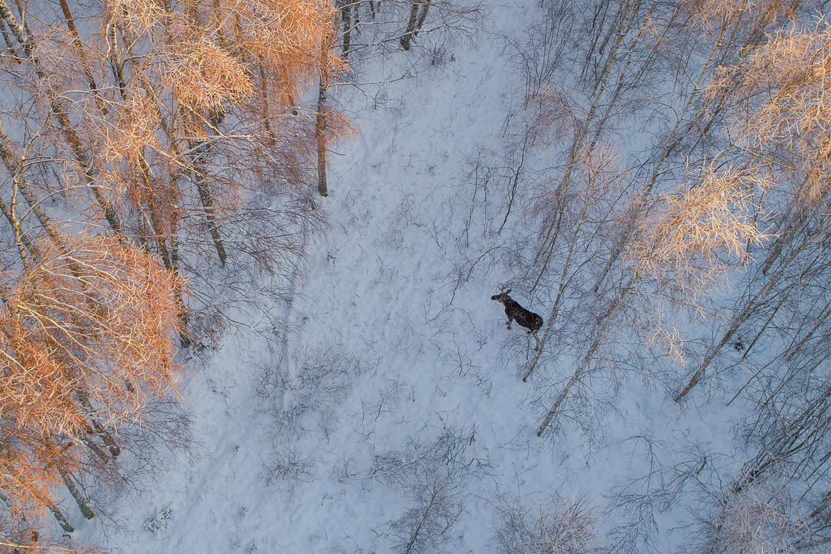 Лось — очень чуткое животное. И чтобы его запечатлеть на камеру, надо сильно постараться. Житель Владимира Владислав Тябин занимается фотоохотой уже 15 лет. И только недавно у него получилось сделать снимки рогатого зверя.
