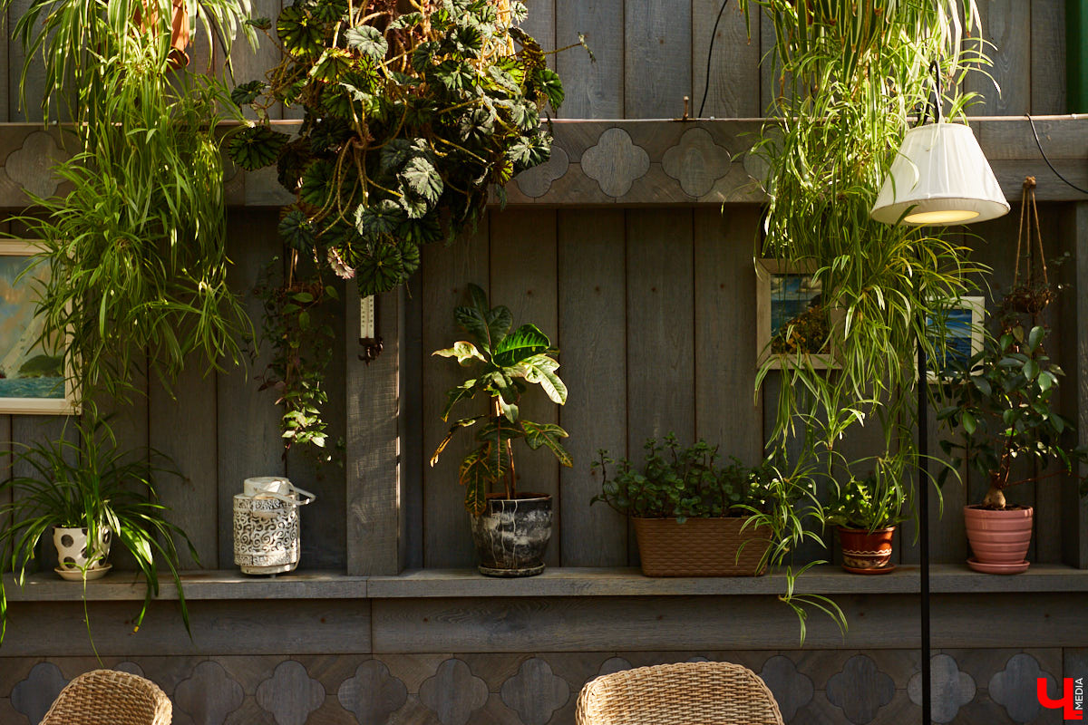 Ищете локацию для тропикана-фотосессии? В черте Владимира есть настоящие джунгли! «Ключ-Медиа» побывал в трёх местных оранжереях, чтобы вам о них рассказать. Как туда пробраться, кого по пути встретить, какие растения увидеть — обо всём этом читайте в нашем материале!