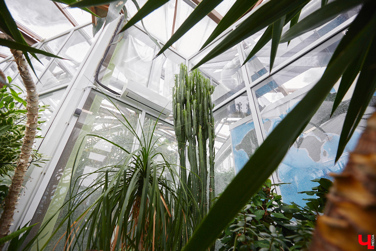 Ищете локацию для тропикана-фотосессии? В черте Владимира есть настоящие джунгли! «Ключ-Медиа» побывал в трёх местных оранжереях, чтобы вам о них рассказать. Как туда пробраться, кого по пути встретить, какие растения увидеть — обо всём этом читайте в нашем материале!