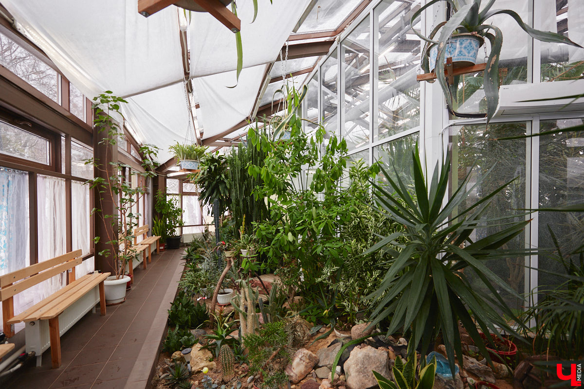 Ищете локацию для тропикана-фотосессии? В черте Владимира есть настоящие джунгли! «Ключ-Медиа» побывал в трёх местных оранжереях, чтобы вам о них рассказать. Как туда пробраться, кого по пути встретить, какие растения увидеть — обо всём этом читайте в нашем материале!