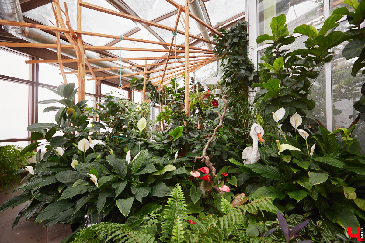 Ищете локацию для тропикана-фотосессии? В черте Владимира есть настоящие джунгли! «Ключ-Медиа» побывал в трёх местных оранжереях, чтобы вам о них рассказать. Как туда пробраться, кого по пути встретить, какие растения увидеть — обо всём этом читайте в нашем материале!