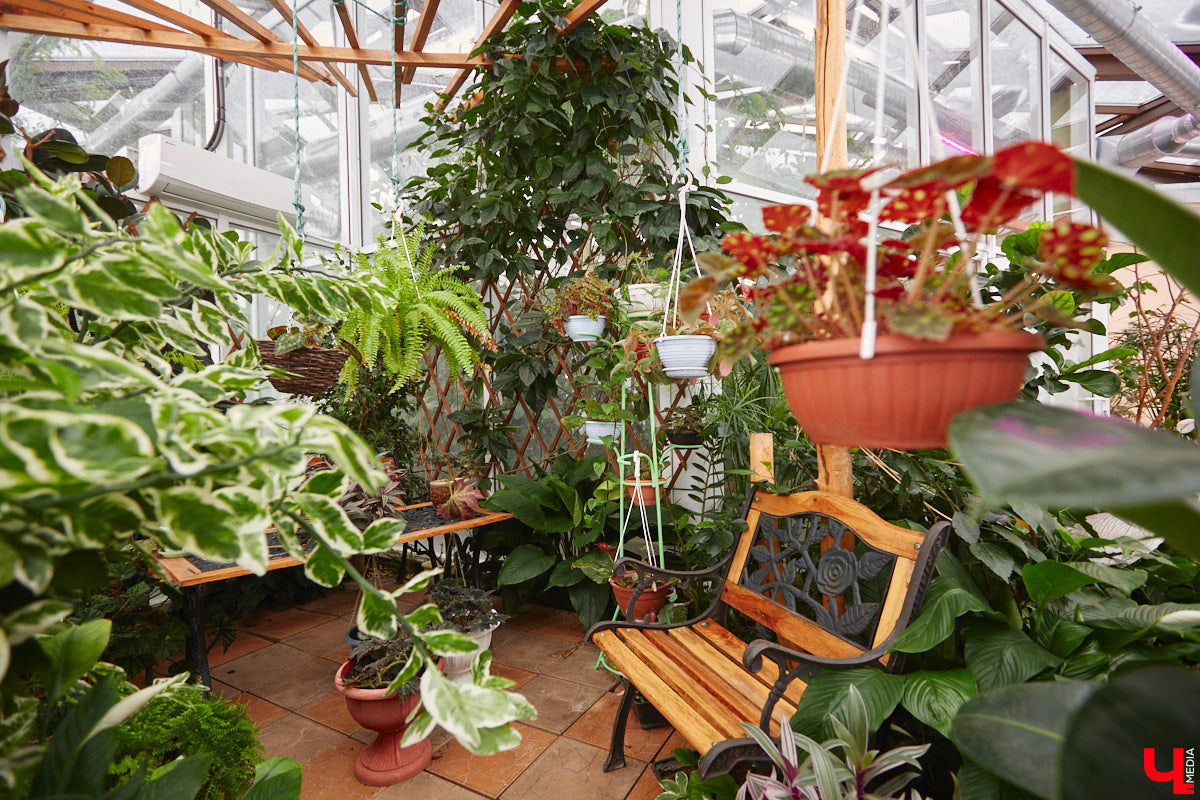 Ищете локацию для тропикана-фотосессии? В черте Владимира есть настоящие джунгли! «Ключ-Медиа» побывал в трёх местных оранжереях, чтобы вам о них рассказать. Как туда пробраться, кого по пути встретить, какие растения увидеть — обо всём этом читайте в нашем материале!