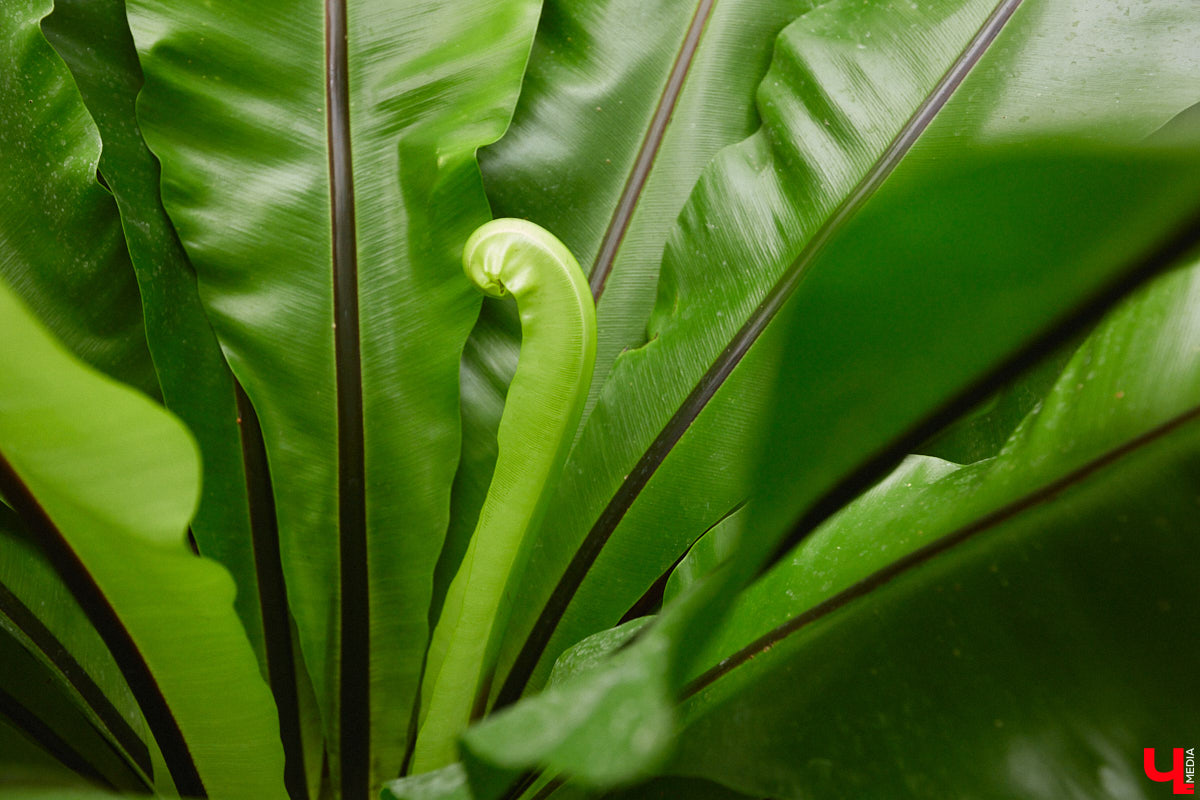 Ищете локацию для тропикана-фотосессии? В черте Владимира есть настоящие джунгли! «Ключ-Медиа» побывал в трёх местных оранжереях, чтобы вам о них рассказать. Как туда пробраться, кого по пути встретить, какие растения увидеть — обо всём этом читайте в нашем материале!