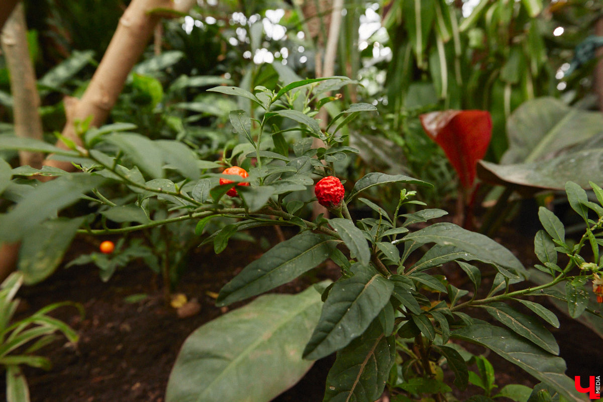 Ищете локацию для тропикана-фотосессии? В черте Владимира есть настоящие джунгли! «Ключ-Медиа» побывал в трёх местных оранжереях, чтобы вам о них рассказать. Как туда пробраться, кого по пути встретить, какие растения увидеть — обо всём этом читайте в нашем материале!