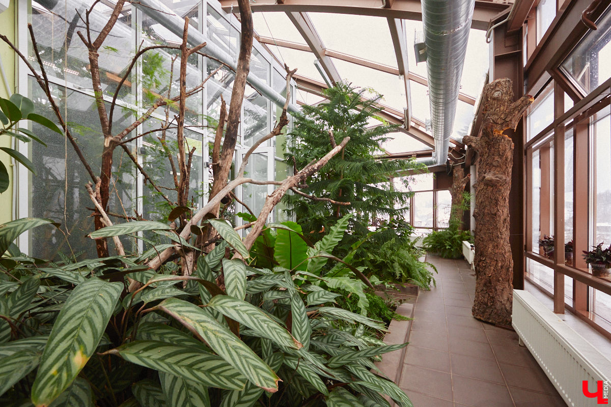 Ищете локацию для тропикана-фотосессии? В черте Владимира есть настоящие джунгли! «Ключ-Медиа» побывал в трёх местных оранжереях, чтобы вам о них рассказать. Как туда пробраться, кого по пути встретить, какие растения увидеть — обо всём этом читайте в нашем материале!