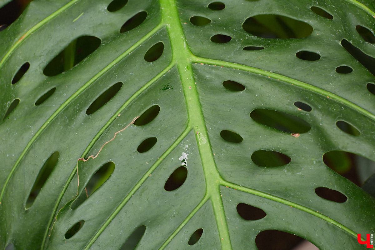 Ищете локацию для тропикана-фотосессии? В черте Владимира есть настоящие джунгли! «Ключ-Медиа» побывал в трёх местных оранжереях, чтобы вам о них рассказать. Как туда пробраться, кого по пути встретить, какие растения увидеть — обо всём этом читайте в нашем материале!