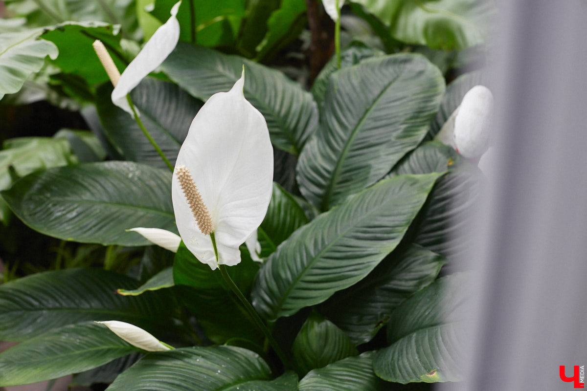 Ищете локацию для тропикана-фотосессии? В черте Владимира есть настоящие джунгли! «Ключ-Медиа» побывал в трёх местных оранжереях, чтобы вам о них рассказать. Как туда пробраться, кого по пути встретить, какие растения увидеть — обо всём этом читайте в нашем материале!