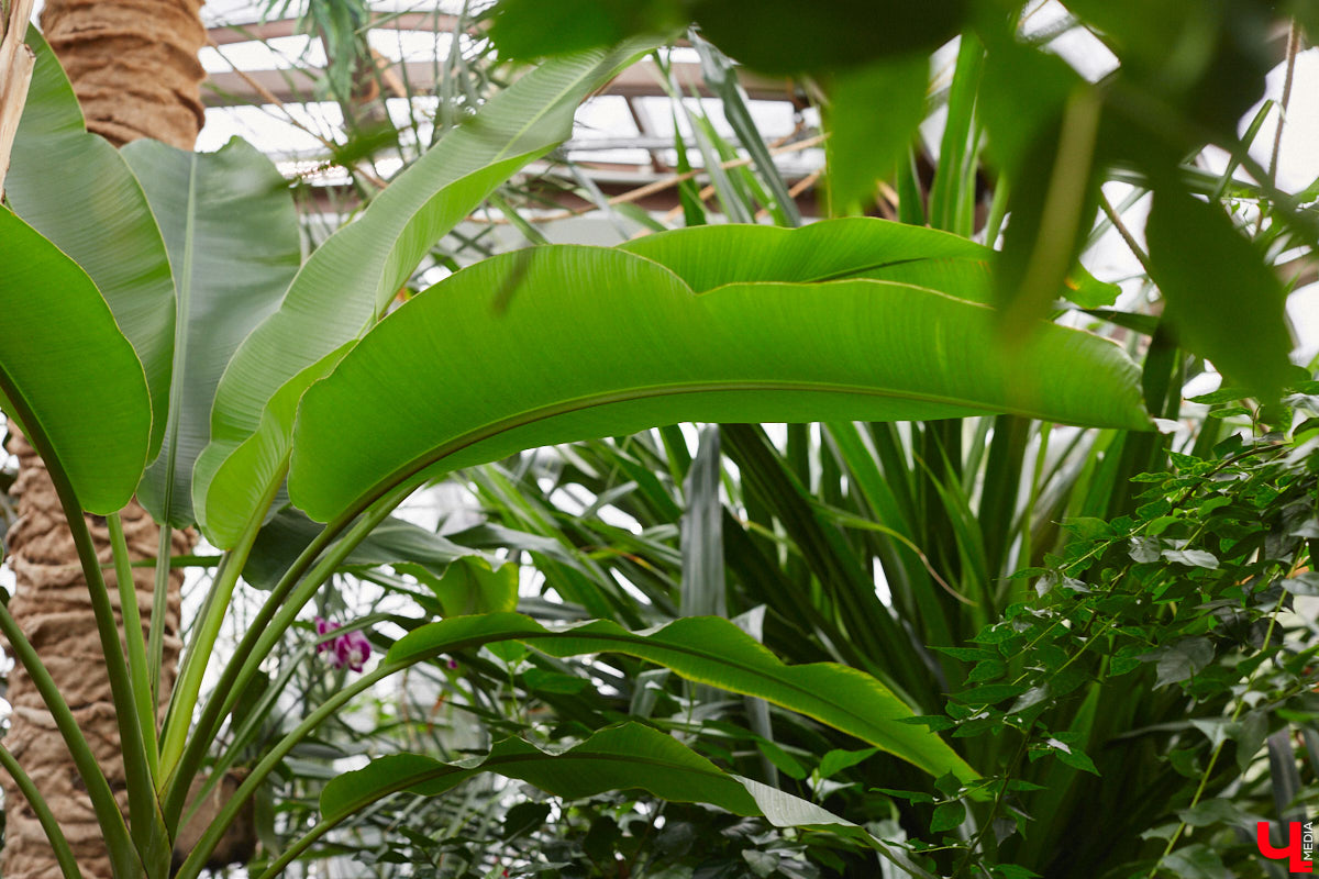 Ищете локацию для тропикана-фотосессии? В черте Владимира есть настоящие джунгли! «Ключ-Медиа» побывал в трёх местных оранжереях, чтобы вам о них рассказать. Как туда пробраться, кого по пути встретить, какие растения увидеть — обо всём этом читайте в нашем материале!