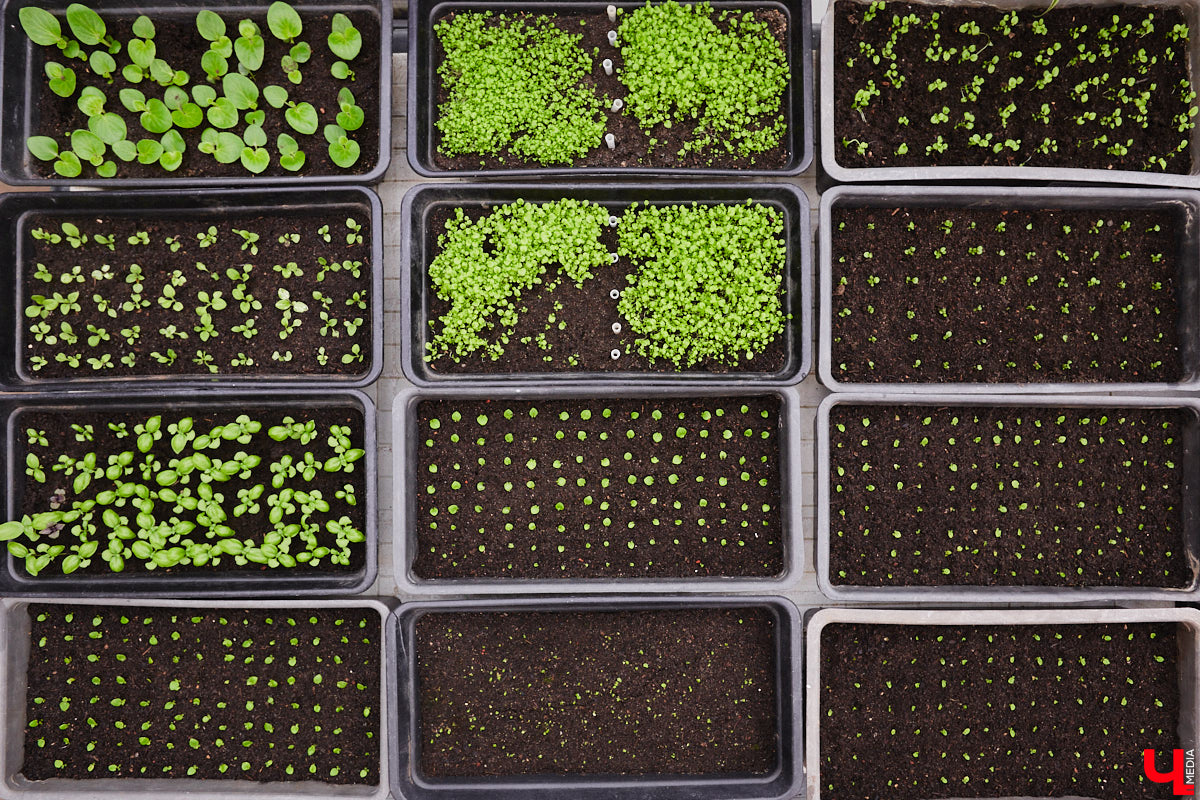 Ищете локацию для тропикана-фотосессии? В черте Владимира есть настоящие джунгли! «Ключ-Медиа» побывал в трёх местных оранжереях, чтобы вам о них рассказать. Как туда пробраться, кого по пути встретить, какие растения увидеть — обо всём этом читайте в нашем материале!