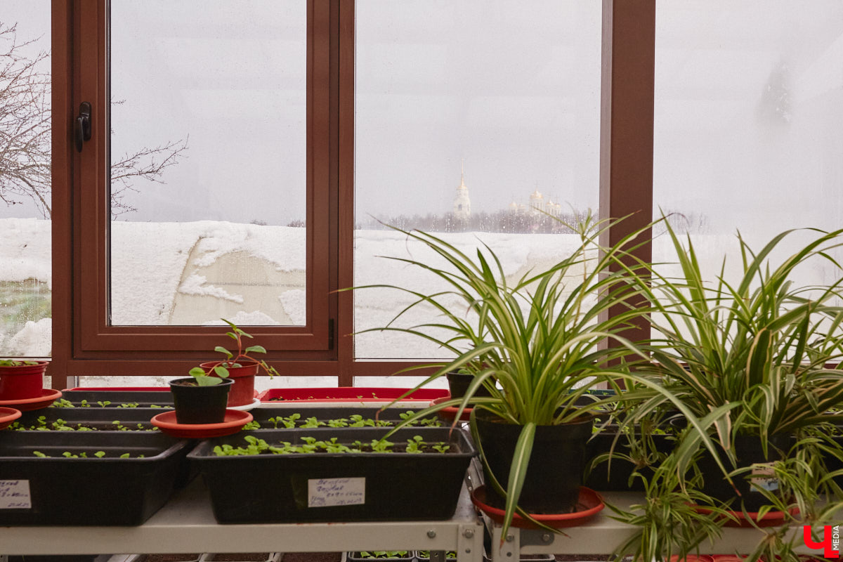 Ищете локацию для тропикана-фотосессии? В черте Владимира есть настоящие джунгли! «Ключ-Медиа» побывал в трёх местных оранжереях, чтобы вам о них рассказать. Как туда пробраться, кого по пути встретить, какие растения увидеть — обо всём этом читайте в нашем материале!