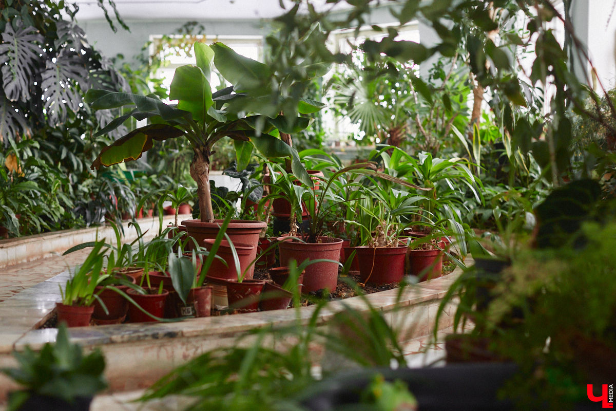 Ищете локацию для тропикана-фотосессии? В черте Владимира есть настоящие джунгли! «Ключ-Медиа» побывал в трёх местных оранжереях, чтобы вам о них рассказать. Как туда пробраться, кого по пути встретить, какие растения увидеть — обо всём этом читайте в нашем материале!