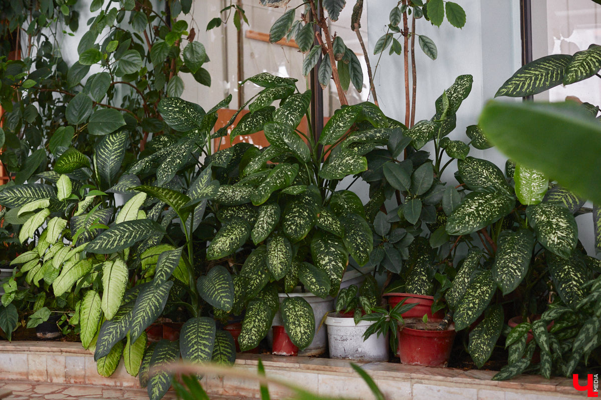 Ищете локацию для тропикана-фотосессии? В черте Владимира есть настоящие джунгли! «Ключ-Медиа» побывал в трёх местных оранжереях, чтобы вам о них рассказать. Как туда пробраться, кого по пути встретить, какие растения увидеть — обо всём этом читайте в нашем материале!