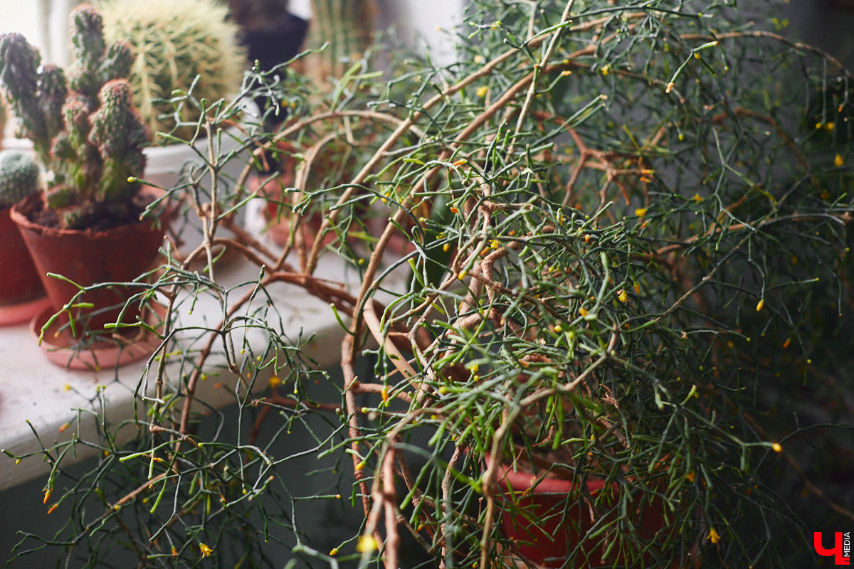 Ищете локацию для тропикана-фотосессии? В черте Владимира есть настоящие джунгли! «Ключ-Медиа» побывал в трёх местных оранжереях, чтобы вам о них рассказать. Как туда пробраться, кого по пути встретить, какие растения увидеть — обо всём этом читайте в нашем материале!