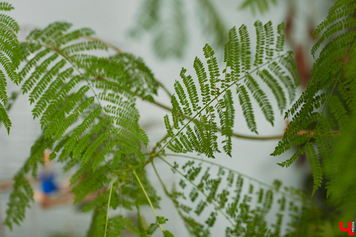 Ищете локацию для тропикана-фотосессии? В черте Владимира есть настоящие джунгли! «Ключ-Медиа» побывал в трёх местных оранжереях, чтобы вам о них рассказать. Как туда пробраться, кого по пути встретить, какие растения увидеть — обо всём этом читайте в нашем материале!