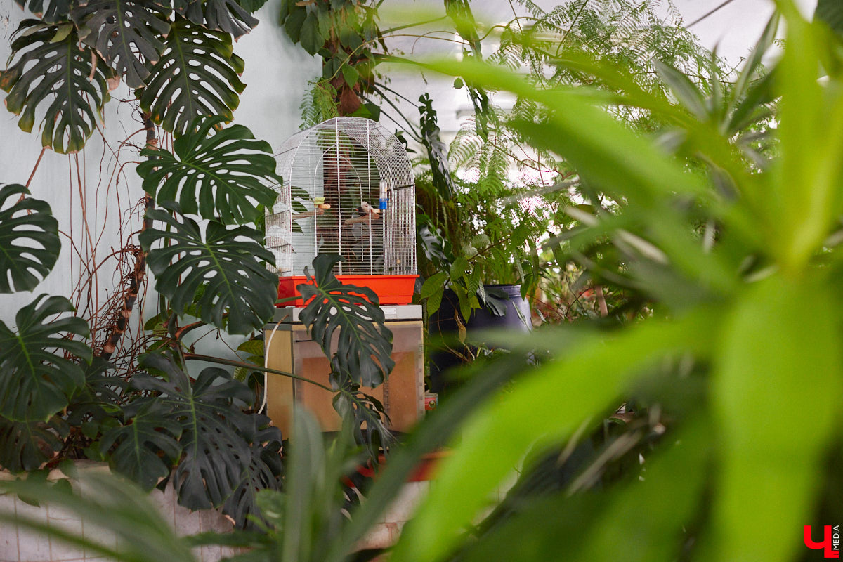 Ищете локацию для тропикана-фотосессии? В черте Владимира есть настоящие джунгли! «Ключ-Медиа» побывал в трёх местных оранжереях, чтобы вам о них рассказать. Как туда пробраться, кого по пути встретить, какие растения увидеть — обо всём этом читайте в нашем материале!