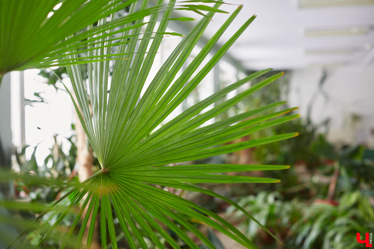 Ищете локацию для тропикана-фотосессии? В черте Владимира есть настоящие джунгли! «Ключ-Медиа» побывал в трёх местных оранжереях, чтобы вам о них рассказать. Как туда пробраться, кого по пути встретить, какие растения увидеть — обо всём этом читайте в нашем материале!