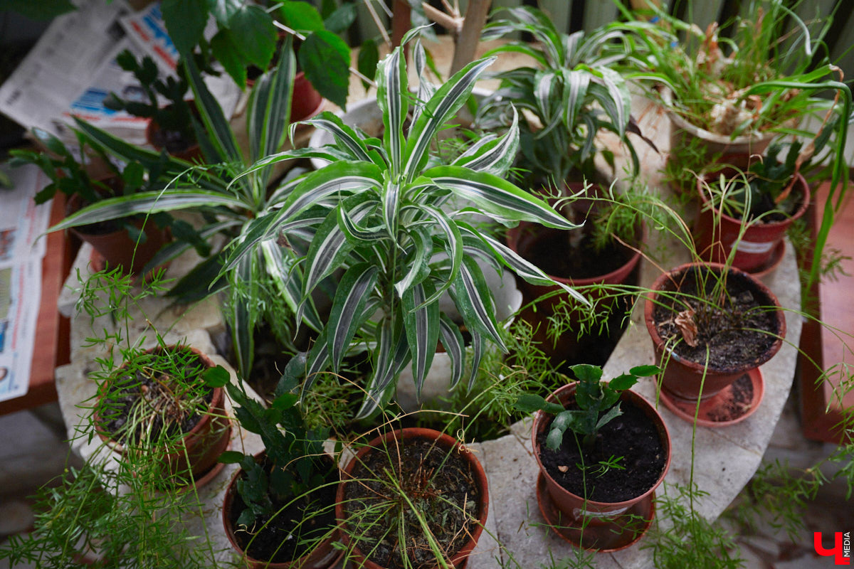 Ищете локацию для тропикана-фотосессии? В черте Владимира есть настоящие джунгли! «Ключ-Медиа» побывал в трёх местных оранжереях, чтобы вам о них рассказать. Как туда пробраться, кого по пути встретить, какие растения увидеть — обо всём этом читайте в нашем материале!