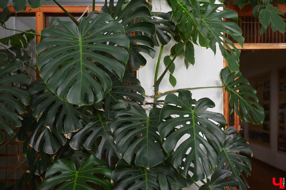 Ищете локацию для тропикана-фотосессии? В черте Владимира есть настоящие джунгли! «Ключ-Медиа» побывал в трёх местных оранжереях, чтобы вам о них рассказать. Как туда пробраться, кого по пути встретить, какие растения увидеть — обо всём этом читайте в нашем материале!