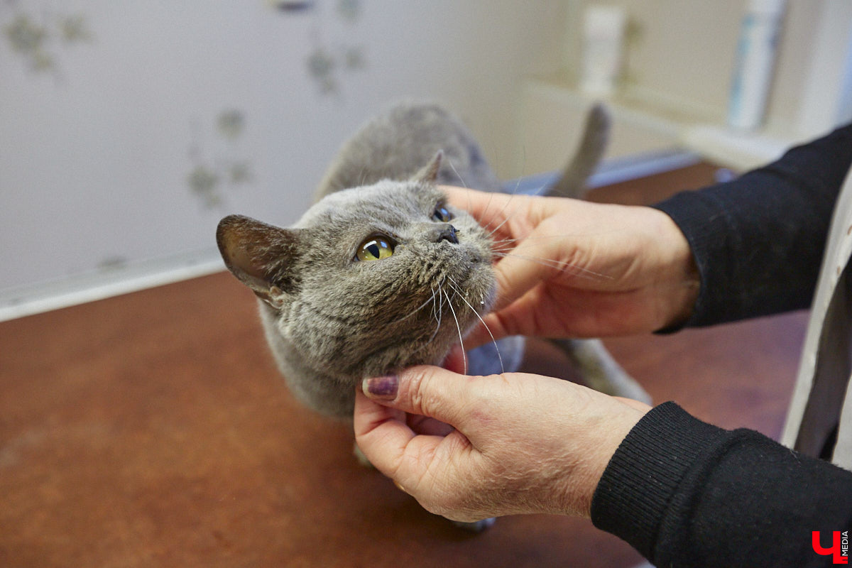 Не секрет, что сейчас «Валента» переживает не лучшие свои времена. Из-за жалоб жителей ему грозит закрытие. Какие есть альтернативные варианты для переезда и почему они не подходят? Отвечает основательница приюта для животных Валентина Сокова.