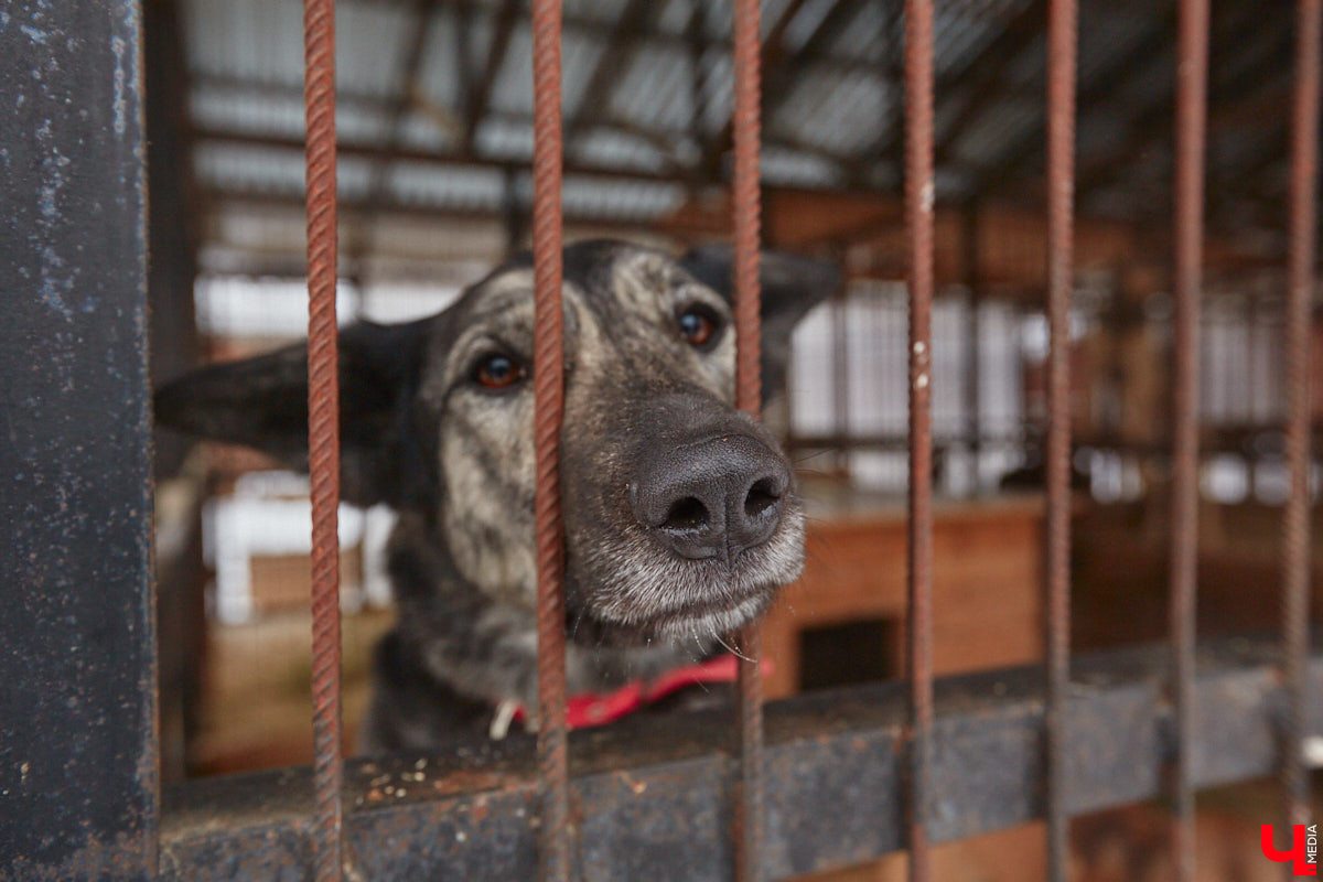 Не секрет, что сейчас «Валента» переживает не лучшие свои времена. Из-за жалоб жителей ему грозит закрытие. Какие есть альтернативные варианты для переезда и почему они не подходят? Отвечает основательница приюта для животных Валентина Сокова.