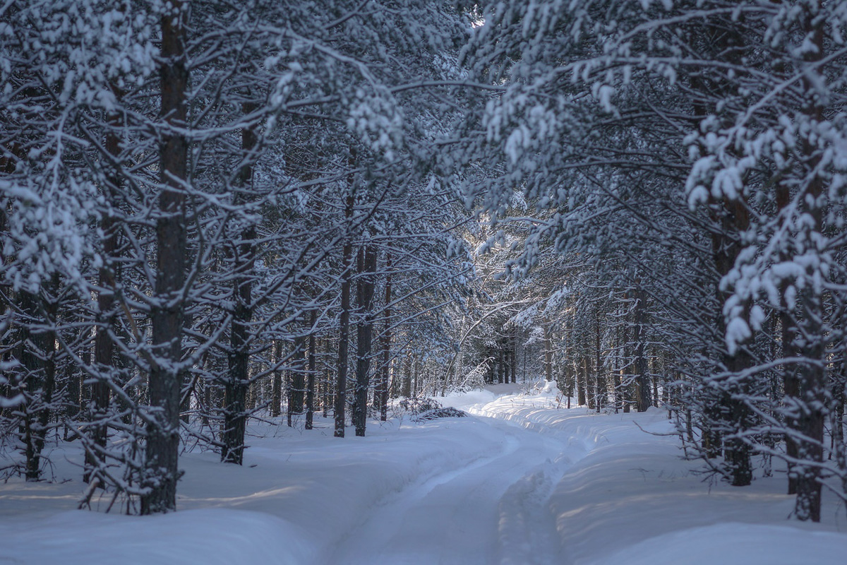 Вместо центрального отопления — печка, вместо водопровода — колодец. Переехать из комфортной городской квартиры в деревенский дом возле леса захочет не каждый. А вот фотограф Владислав Тябин провел зиму вдали от цивилизации и теперь уверен: это были три самых интересных месяца в его жизни.