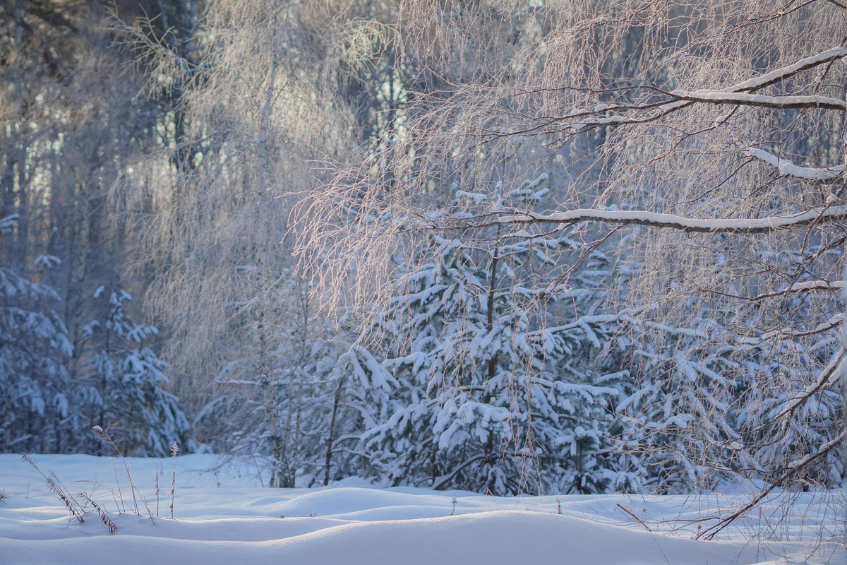 Вместо центрального отопления — печка, вместо водопровода — колодец. Переехать из комфортной городской квартиры в деревенский дом возле леса захочет не каждый. А вот фотограф Владислав Тябин провел зиму вдали от цивилизации и теперь уверен: это были три самых интересных месяца в его жизни.