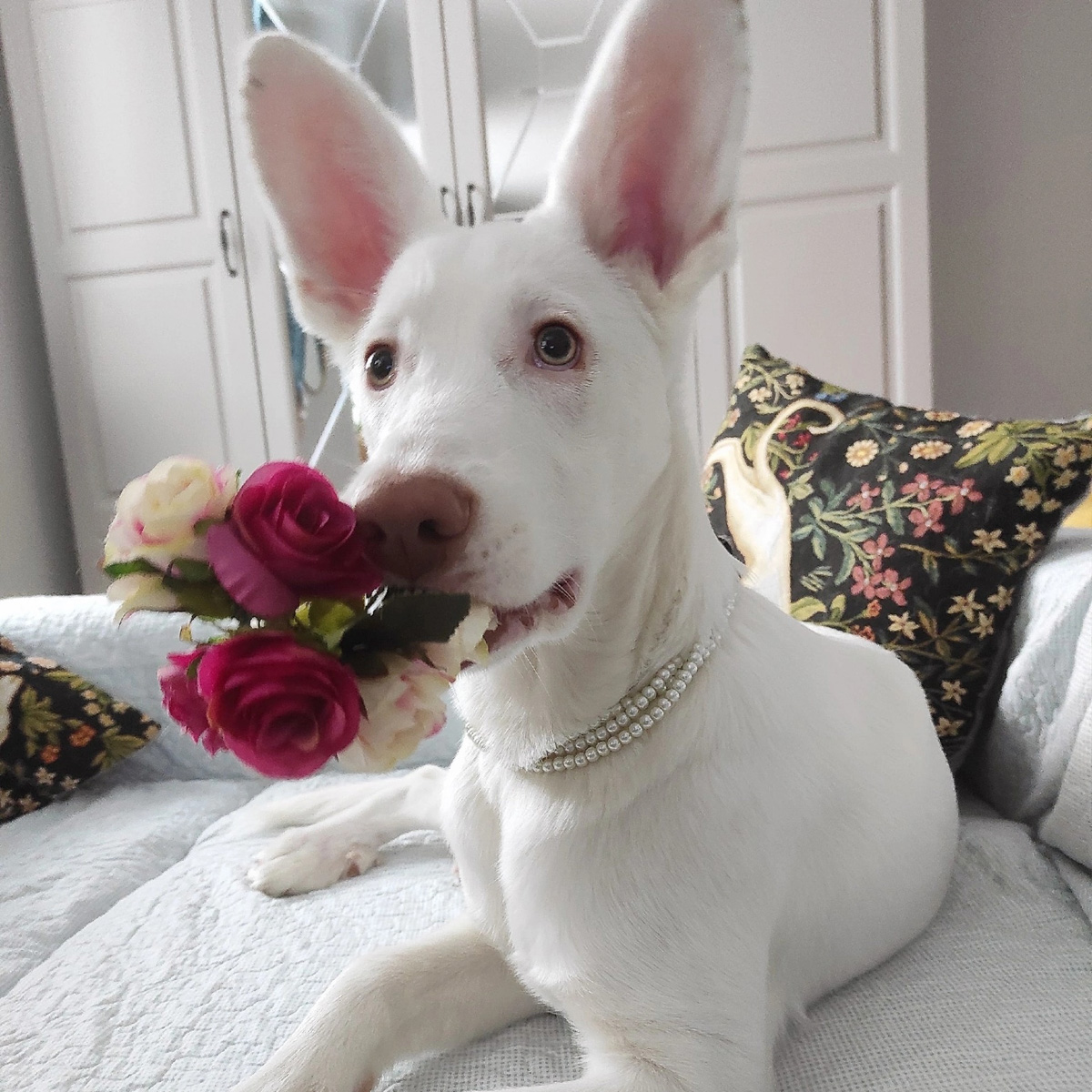 Всего за один день владимирские мужчины выполнили план по вручению цветов сразу на год вперед. Такие очереди за розами и тюльпанами будут не скоро, а значит, это 8 марта надо запомнить надолго, тем более в минувший праздник было место и креативному подходу к поздравлениям милых дам!