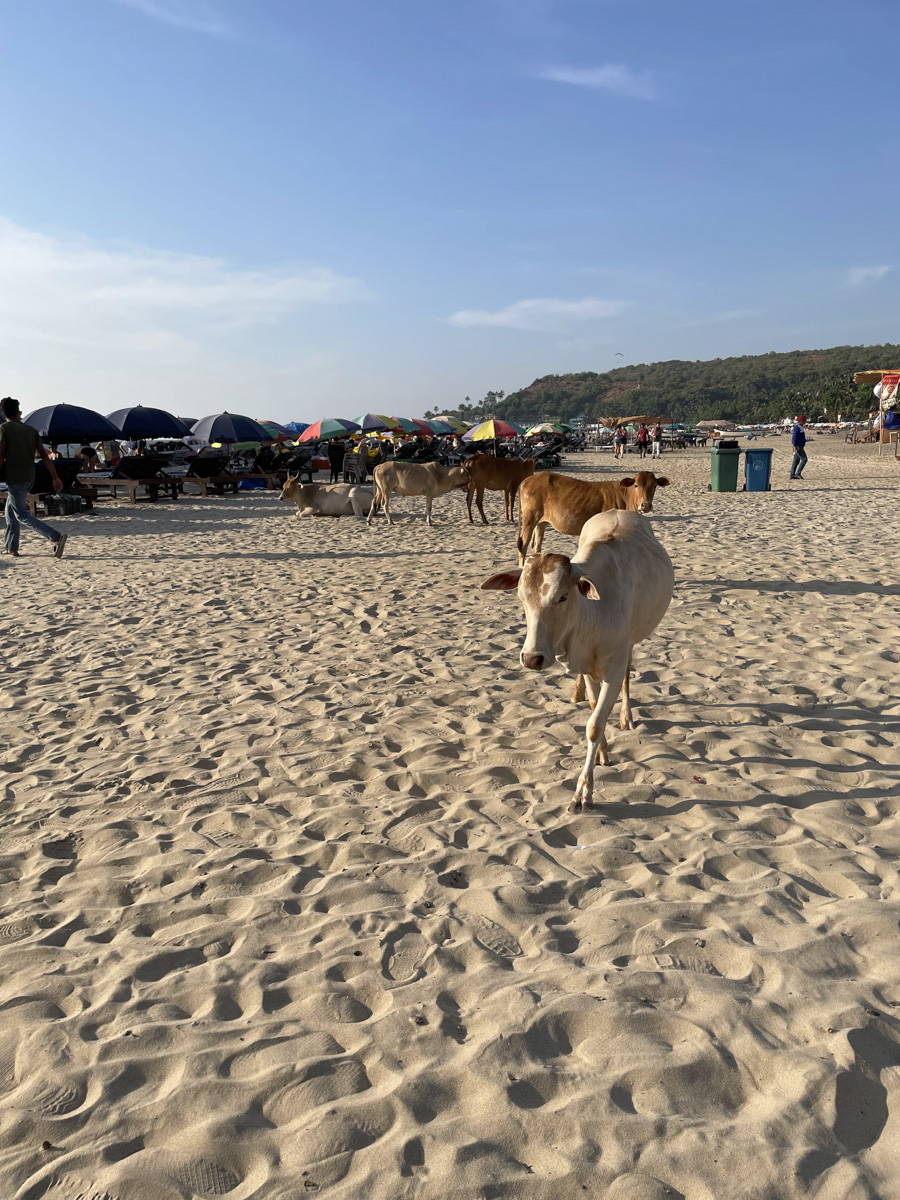 В самом начале декабря Екатерина Зимина из Коврова вместе с семьей отправилась на берег Аравийского моря. Три месяца на юго-западном побережье Индии прошли незаметно, ведь весь день на Гоа — это график, о котором можно только мечтать!