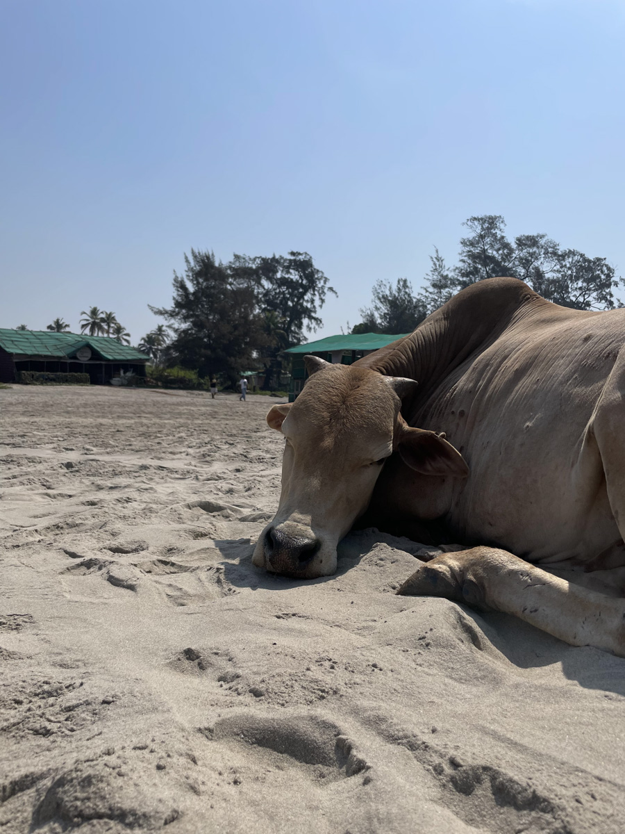 В самом начале декабря Екатерина Зимина из Коврова вместе с семьей отправилась на берег Аравийского моря. Три месяца на юго-западном побережье Индии прошли незаметно, ведь весь день на Гоа — это график, о котором можно только мечтать!