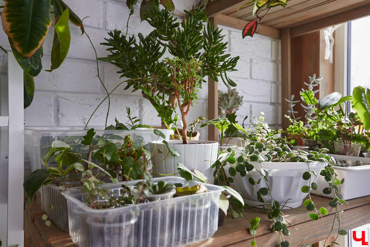 У коллекционера растений из Владимира Екатерины Вдовиной в доме тысячи видов цветов. Специально для них даже построили большую оранжерею с панорамными окнами, но и этого оказалось мало. Сейчас на 150 квадратных метрах таунхауса нет места без яркого акцента зеленого цвета. Но самое интересное: пространство для жизни Екатерине приснилось задолго до его покупки. 