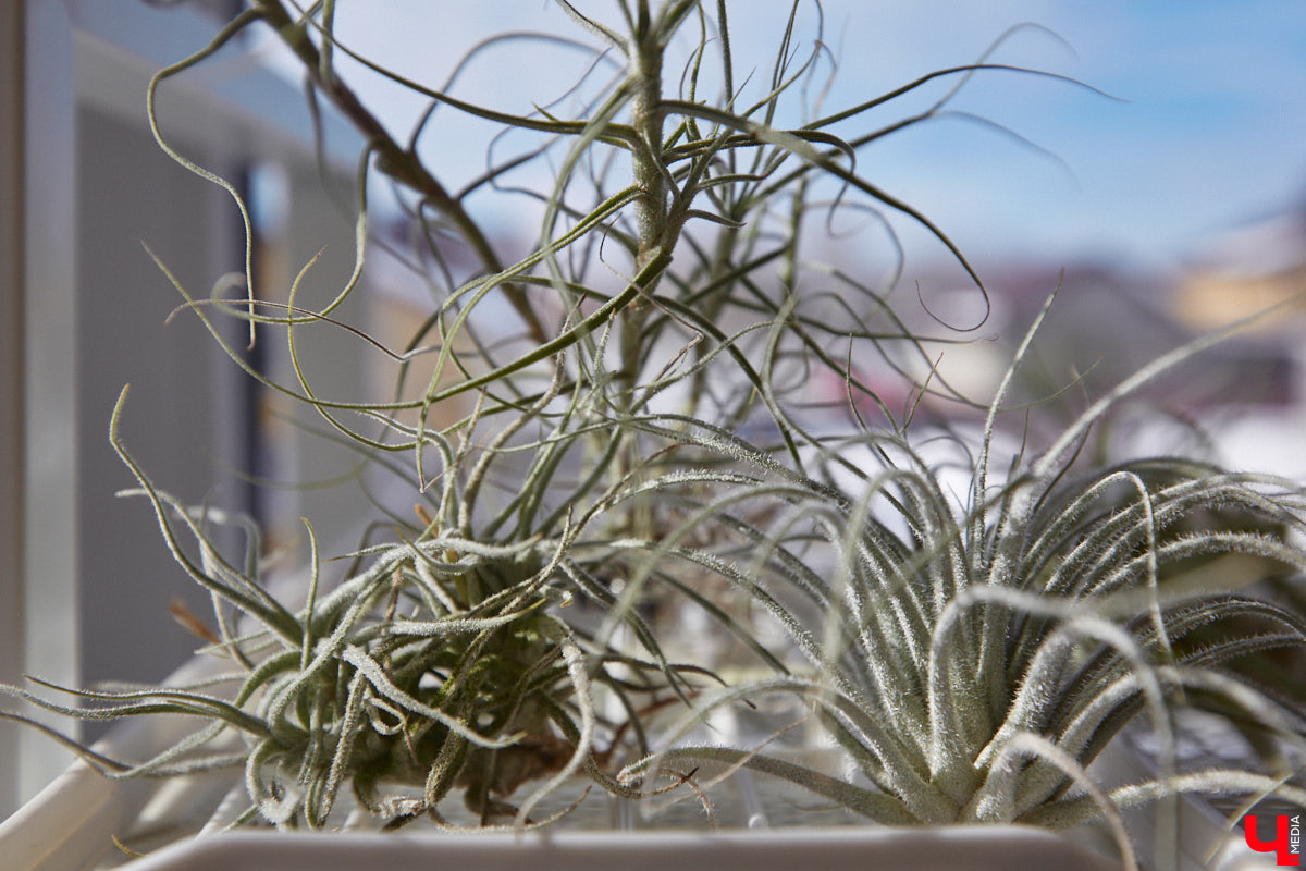 У коллекционера растений из Владимира Екатерины Вдовиной в доме тысячи видов цветов. Специально для них даже построили большую оранжерею с панорамными окнами, но и этого оказалось мало. Сейчас на 150 квадратных метрах таунхауса нет места без яркого акцента зеленого цвета. Но самое интересное: пространство для жизни Екатерине приснилось задолго до его покупки. 