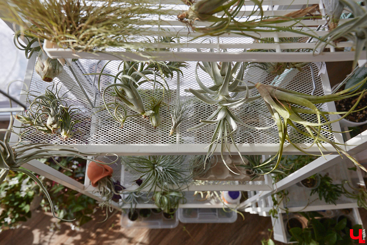 У коллекционера растений из Владимира Екатерины Вдовиной в доме тысячи видов цветов. Специально для них даже построили большую оранжерею с панорамными окнами, но и этого оказалось мало. Сейчас на 150 квадратных метрах таунхауса нет места без яркого акцента зеленого цвета. Но самое интересное: пространство для жизни Екатерине приснилось задолго до его покупки. 